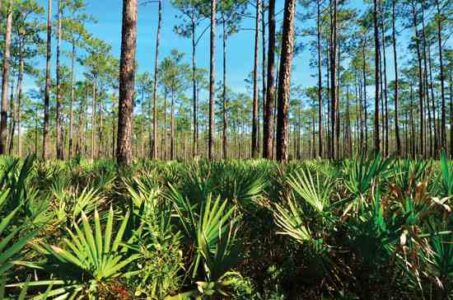 Native American Plants and Medicinal Herbs Image